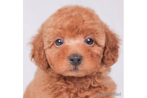 成約済の東京都のトイプードル-194625の1枚目